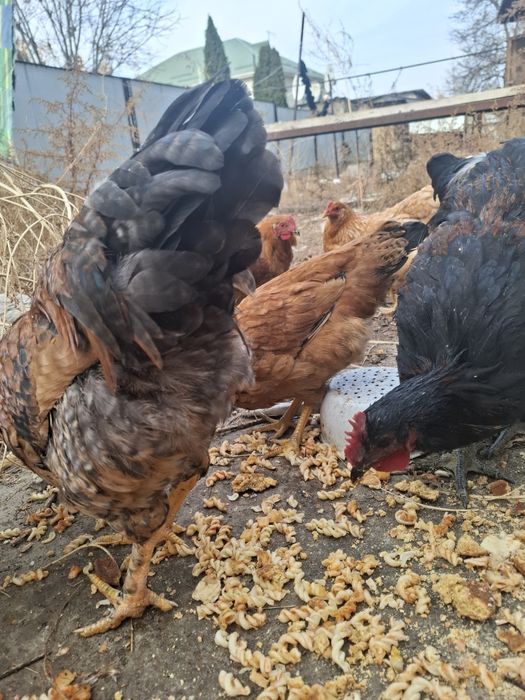 Продам домашных курей