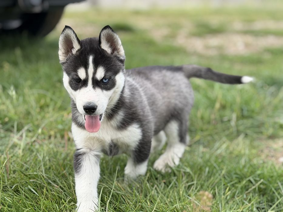 Femela husky siberian!