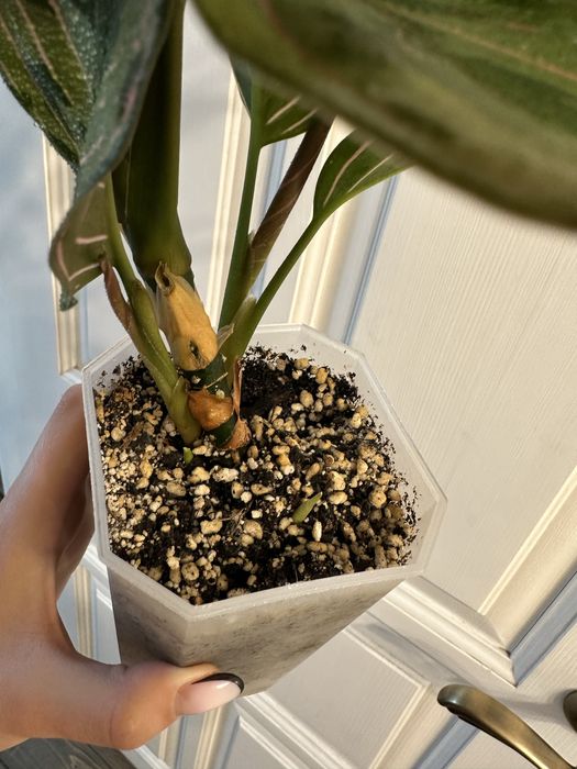 Аглаонема Ред Арми Red Army