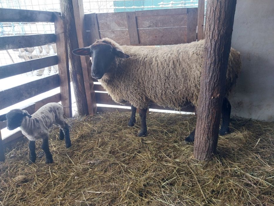 Vând oi  suffolk cu miei