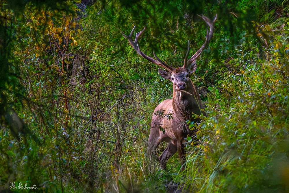 Sigma 100-400mm F5-6.3 DG DN OS - SONY E