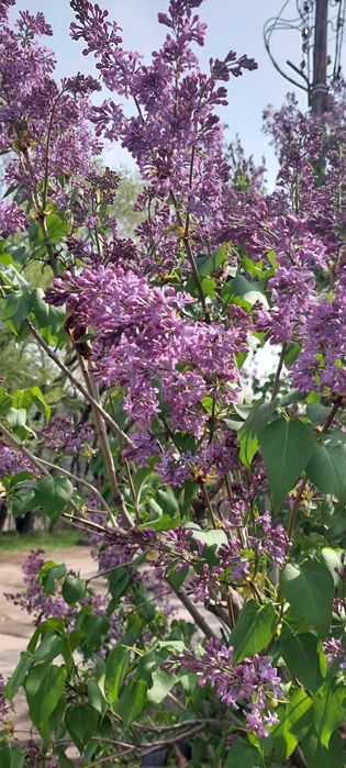 Продам сирень на срез