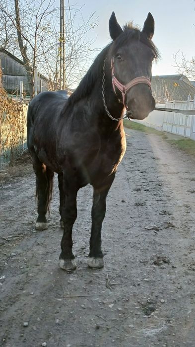 De vânzare armăsar