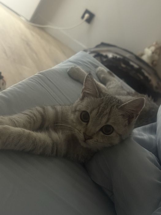 Отдам в добрые руки котенок !