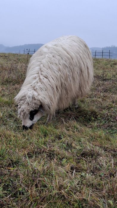 De vânzare 2 oi bune
