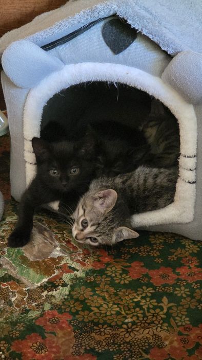 Отдам котят 3 месяца