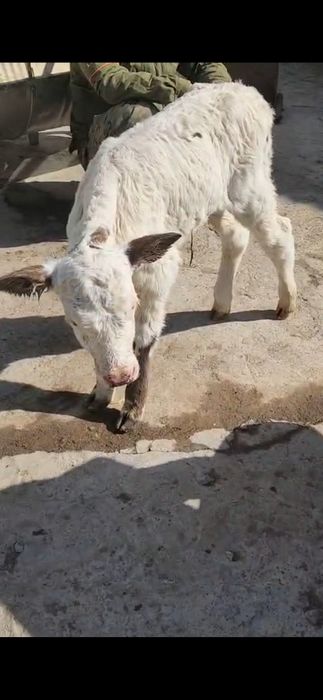 бузаулар 1 аптадан бастап 1 айга дейнгы