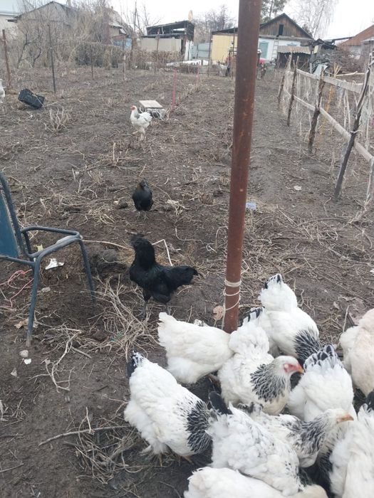 Молодые петухи палевой брамы