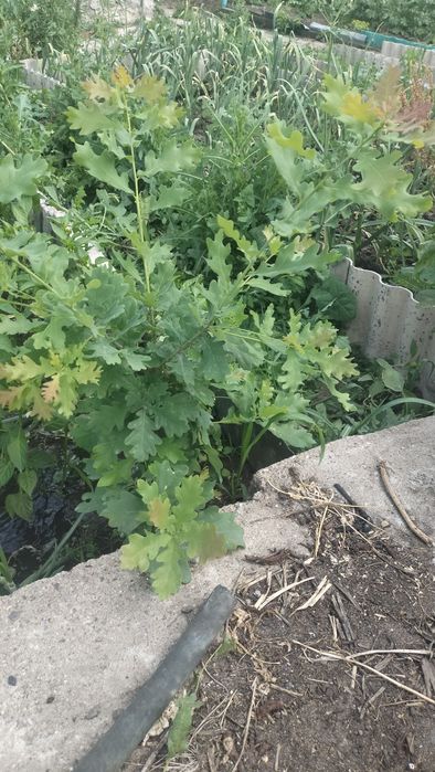 Продам дубок 5 лет