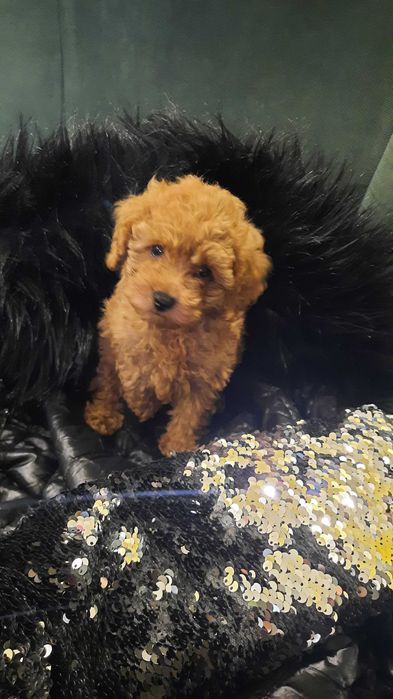 ПУДЕЛИ/Той пудел