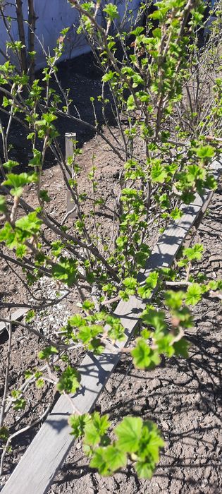 Продам саженцы чёрный смородины