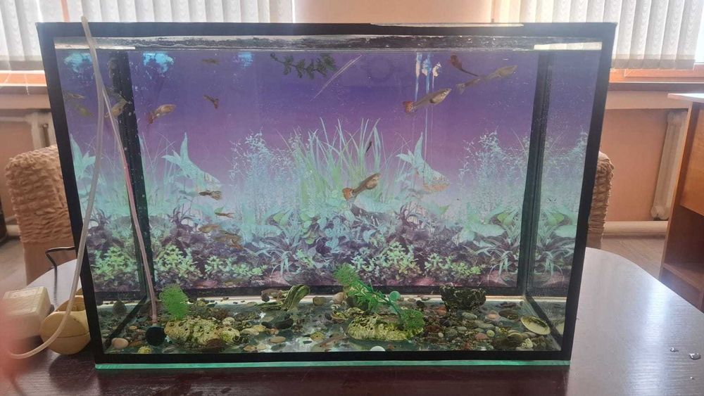Аквариум, 80 л с рыбками