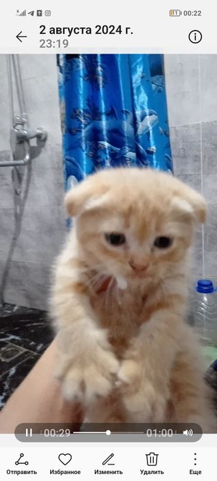 Веслоухий котенок