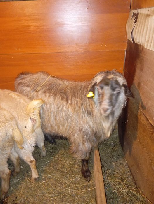 Продам двух козлов по два года