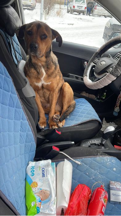 Найдена собака. Ищем старых хозяев