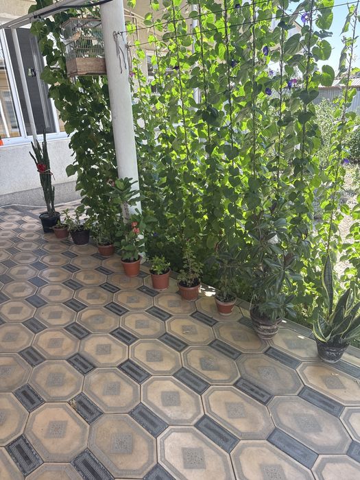 Цветы в домашних условиях