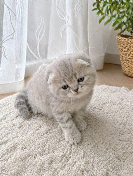 Продается мальчик скоттиш фолд.