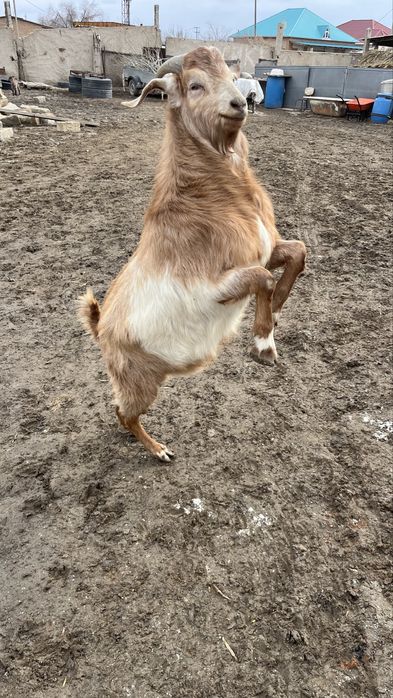 Теке 1 жасар. Англонуб