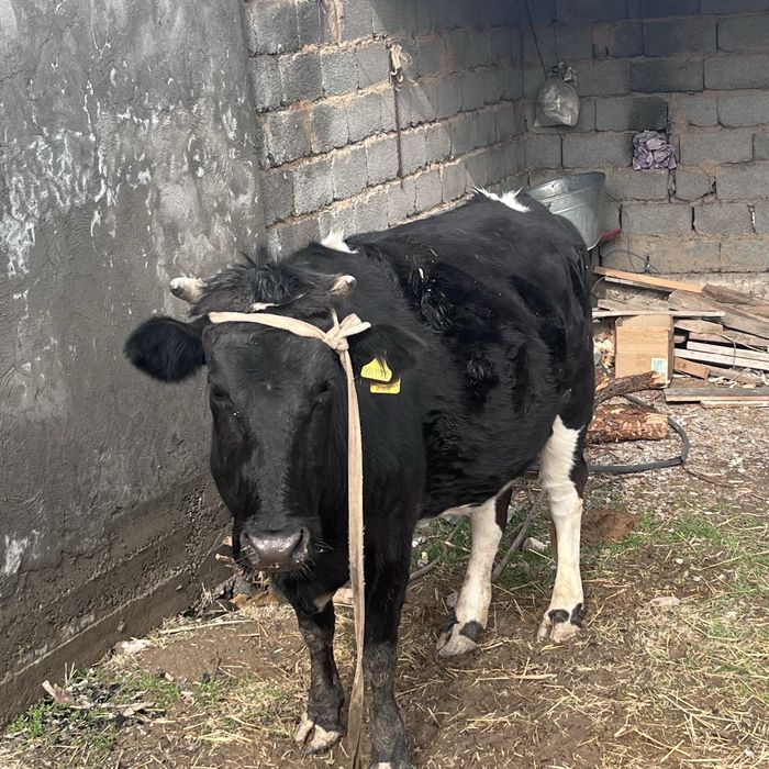 Буаз сиыр сатылады