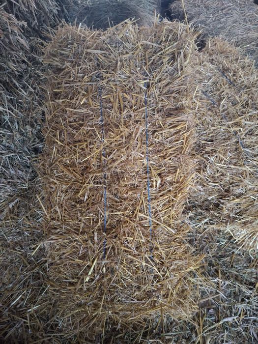 Vând baloti de pair de ovaz