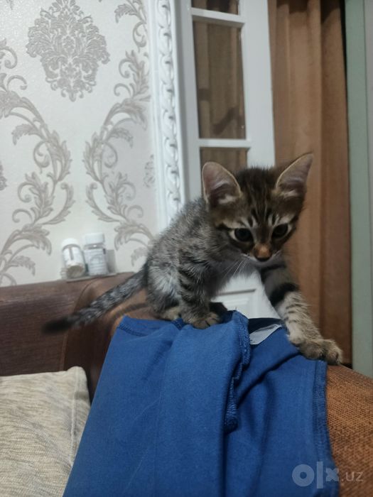 Отдам котенка хорошие руки