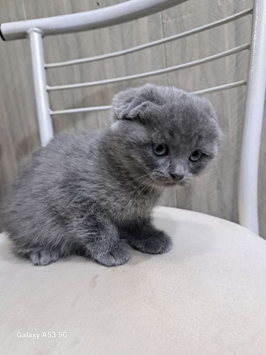 Продаются котята