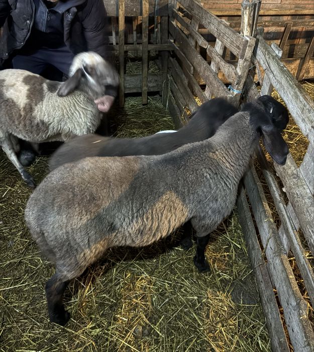 Berbecuti de vanzare