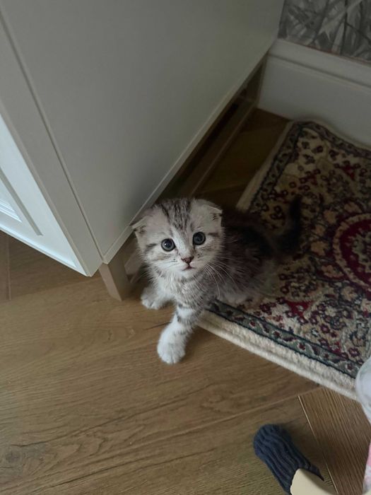 Шотландский вислоухий котенок