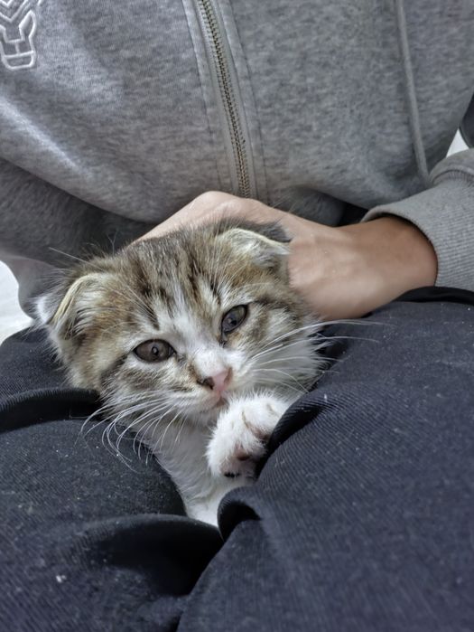 Котик бесплатно в хорошие руки
