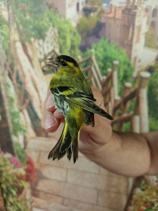 Продам птиц вьюрков