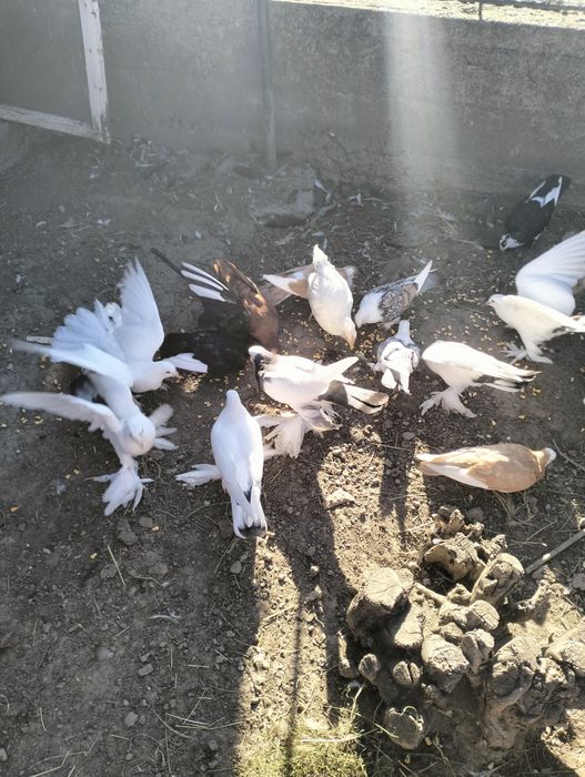 Porumbei galateni,incaltati, susțineți,voiajori