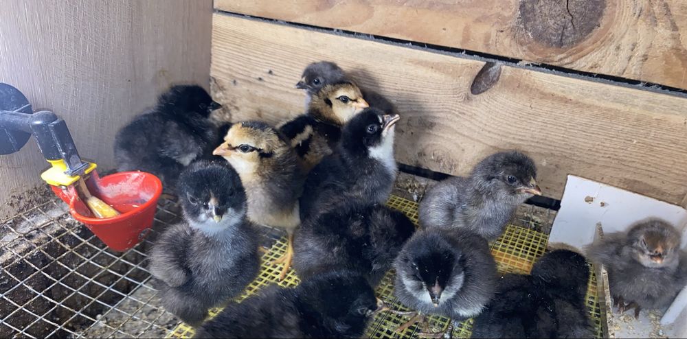 Pui araucana si australorp