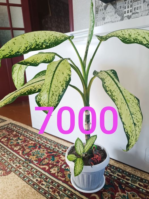 Продам недорого цветы