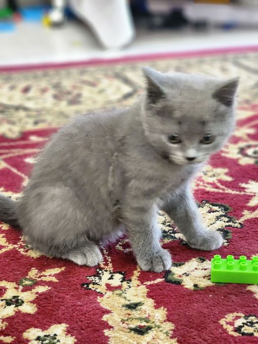 British shorthair zotli mushuk