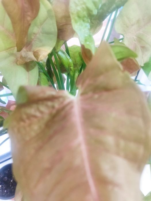 продам комнатные цветы