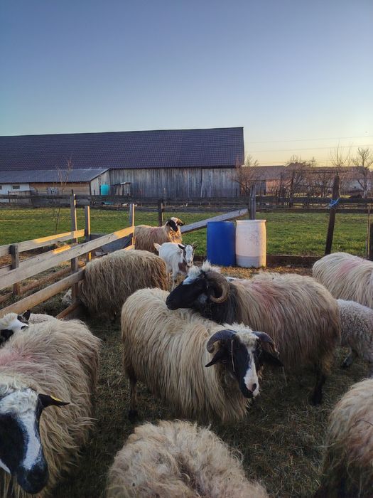 Vînd 12 oi și miei