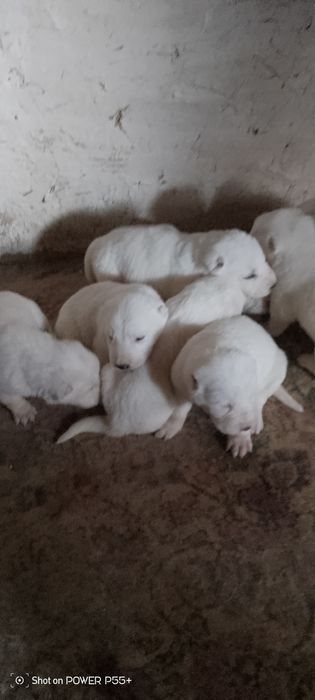 Готовятся к продаже алабаййчики