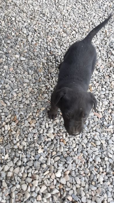 Продается щенок. Смесь , мать лабрадор отец доберман