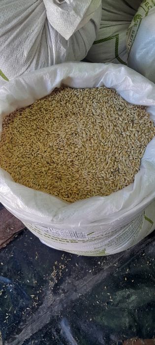 Продам Ячмень сухой чистый в мешке 50-53кг нахожусь Город  Лисаковск