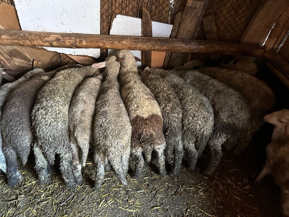 Агнета около 25 кг