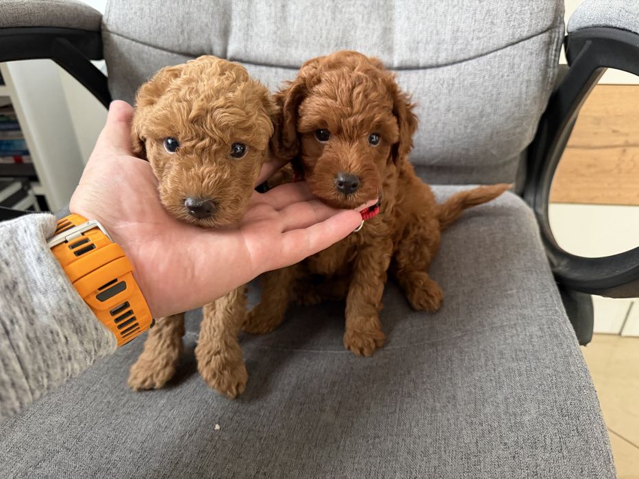 Мини пудели актулано от 1.3.2026