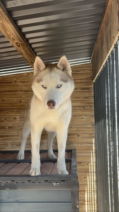 ПРОПАЛА собака хаски