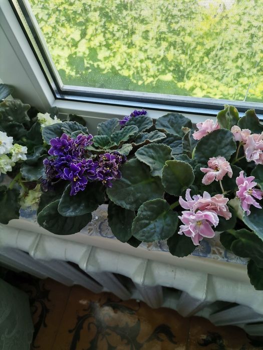 Домашние цветы фиалки