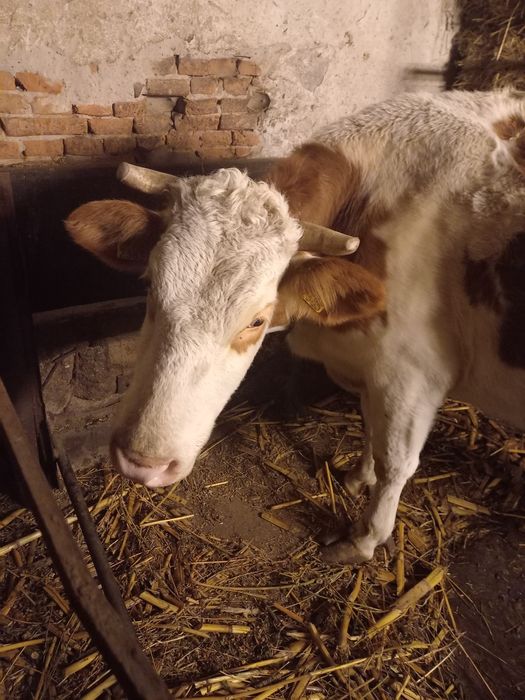Vaca de  vanzare