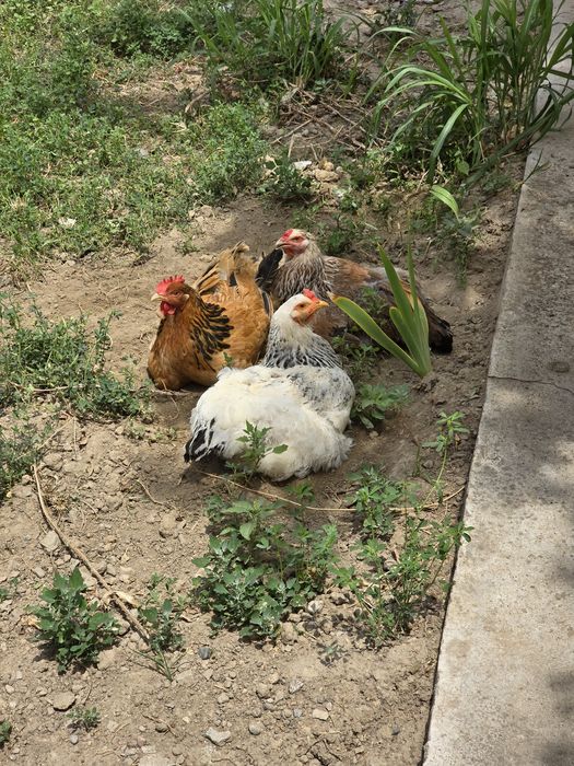 Куры и петух брама