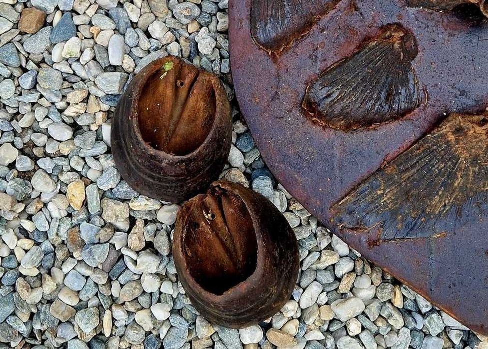 Trofee potcoave pesti