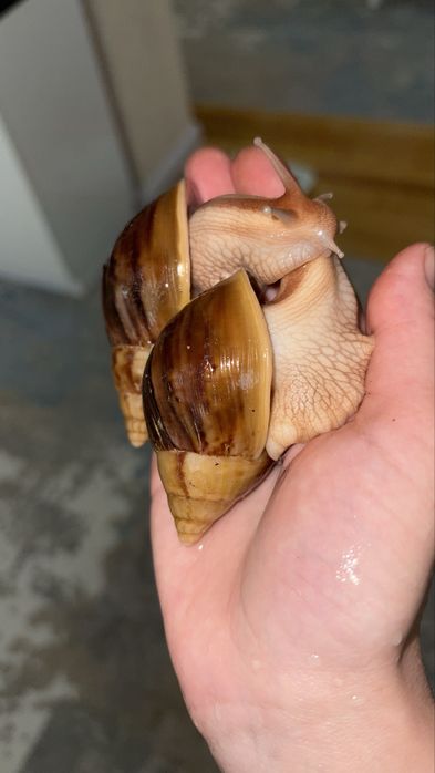 Ahatina panterkala sotivda