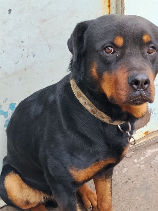 Сотилади Ратвелер