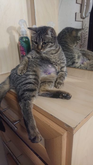 Кошечка красавица