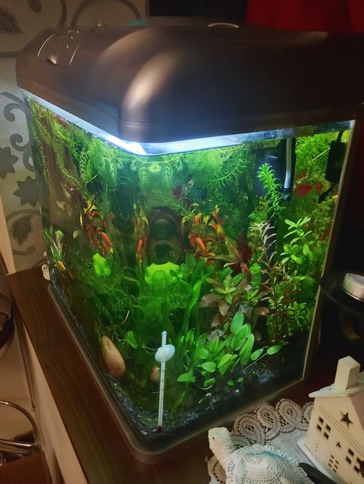 Аквариум комплект.